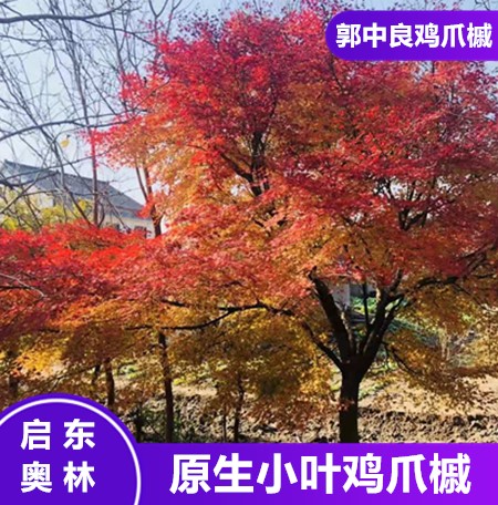 基地直销 鸡爪槭 小叶鸡爪槭 鸡爪槭苗木批发价格