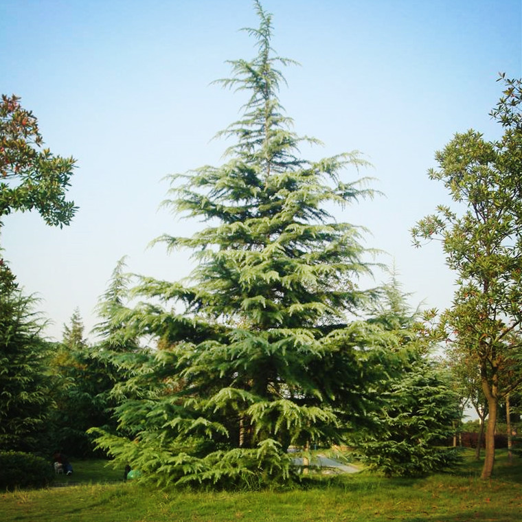 雪松树体高大,树形优美,最适宜孤植于草坪中央,建筑前庭之中心,广场