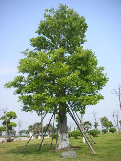 朴树是荨麻目榆科朴属植物,落叶乔木,高达20米.树皮平滑,灰色.