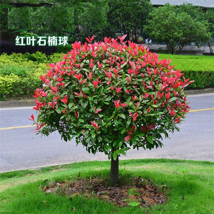 独杆红叶石楠球种植绿化红叶石楠球厂家基地种植常年供应大量种植红叶