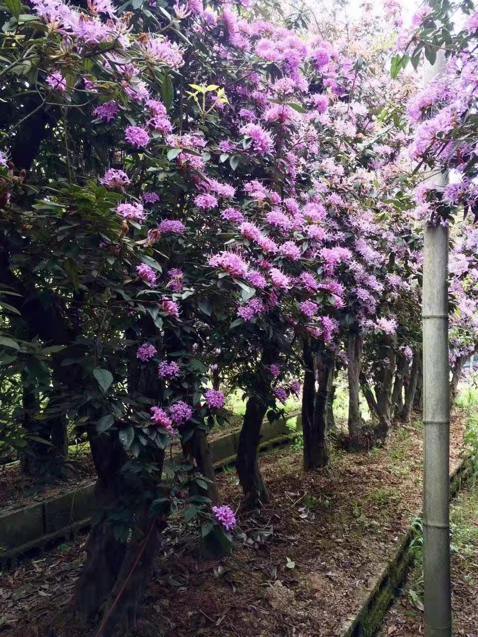 福建溪畔杜鹃 精品庭院景观桩