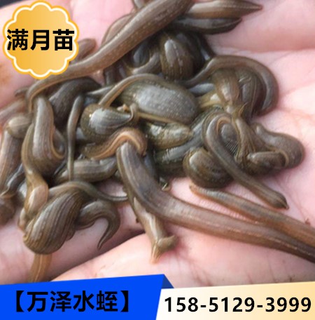 南通万泽水蛭 如皋万泽水蛭 南通水蛭养殖 如皋水蛭养殖