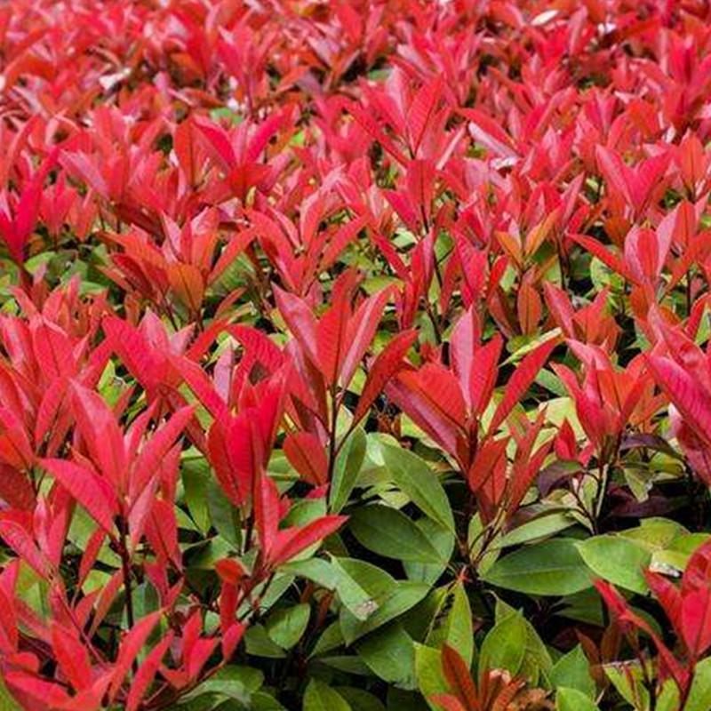 盛产(朴树,榉树,香樟,乌桕,榔榆,黄莲木,马褂木,重阳木,枫香,七叶树