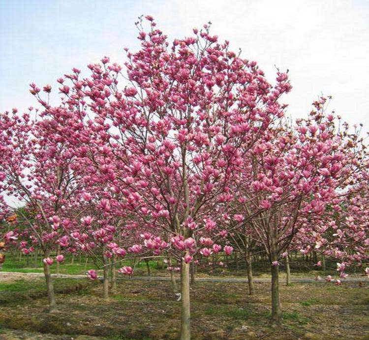 南京红玉兰树批发