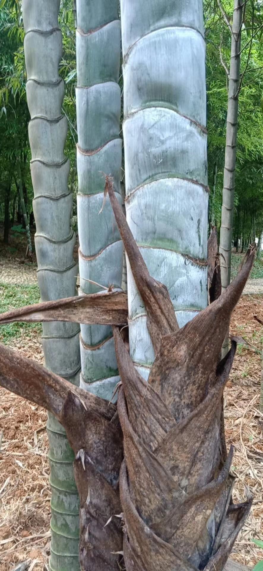 安吉诚诚竹木建筑工程队