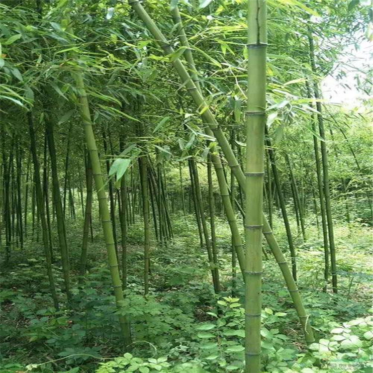 芳盛苗圃 批发各种风景绿化竹子