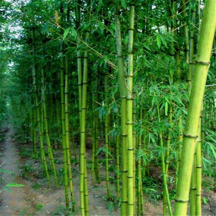 2021年竹子价格 园林绿化竹子便宜 芳盛苗圃