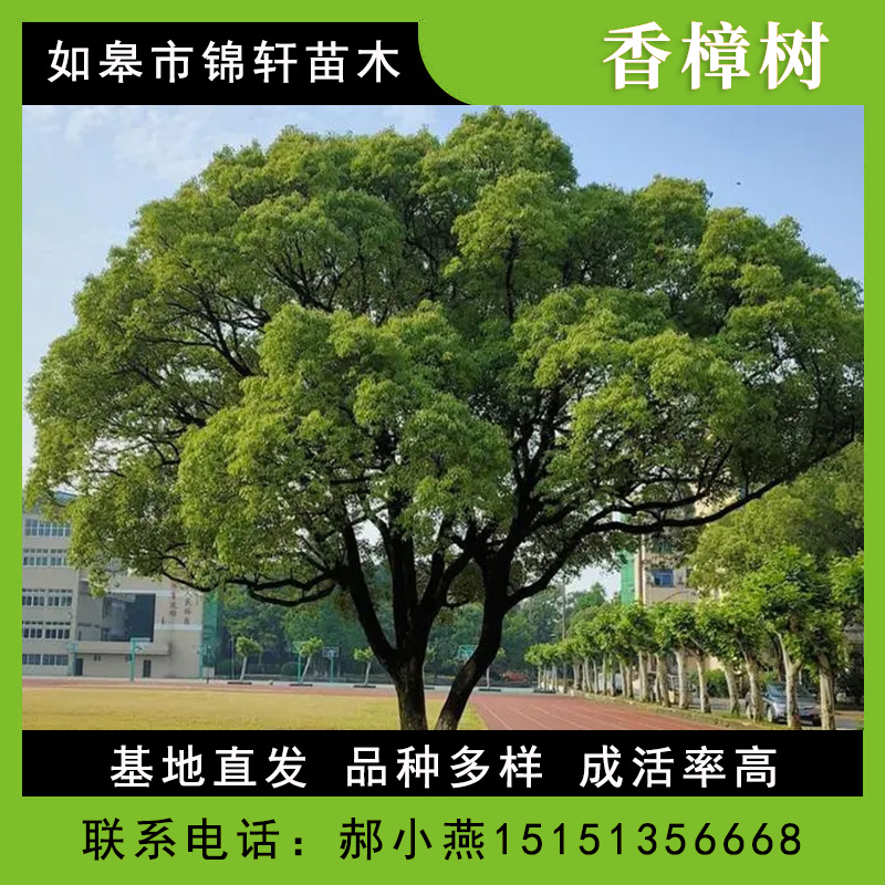 锦轩苗木优质供应10-30公分全冠半冠香樟树  常绿观叶大乔木