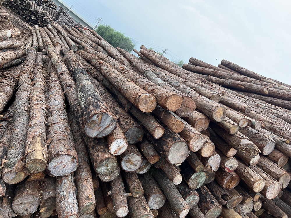 厂家定做打桩木松木桩 2米-5米堤围工地加固油松原木林场直发